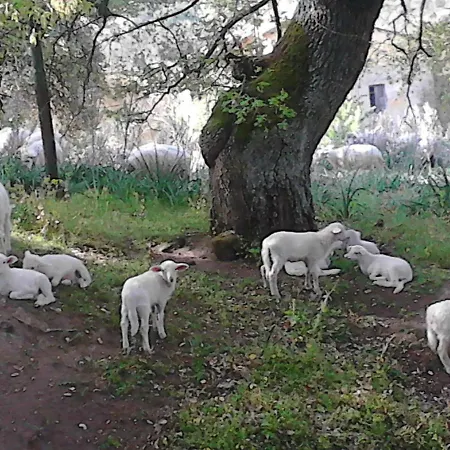 Alojamento de Acomodação e Pequeno-almoço I Menhir
