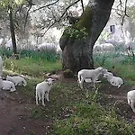 Panzió I Menhir