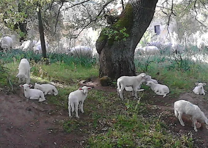 فندق مبيت وإفطار I Menhir